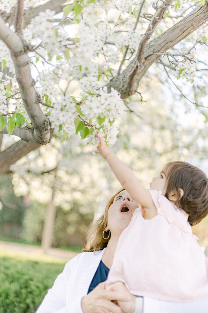 grandma and baby granddaughter stand for photographer in front of blooming cherry blossom trees